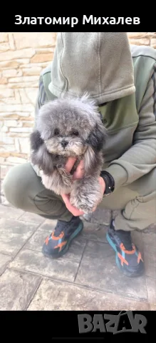 Toy poodle teacup / Той Пудел , снимка 2 - Пудели - 56001710