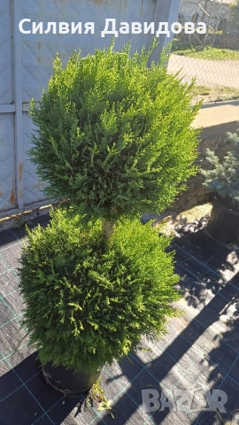 Лейландски кипарис щам топка, пон пон, спирала, снимка 7 - Градински цветя и растения - 52501247