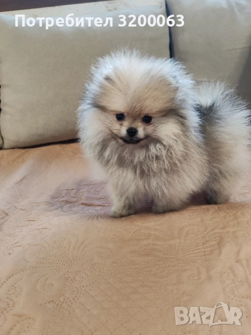 Померан мини померан 