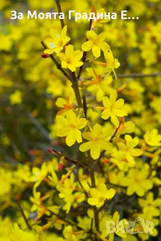 Жасмин 4 цвята , снимка 3 - Разсади - 49491630