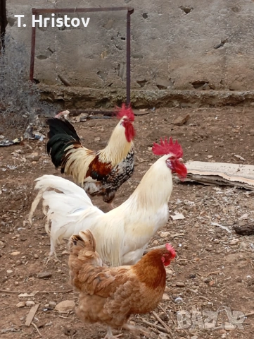 Петли на всякаква възраст 