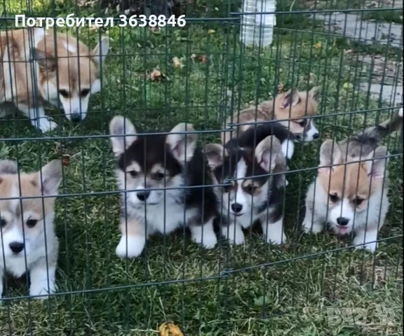 Корги пембрук, снимка 4 - Други - 50615995