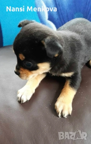 мини чиху пинчери