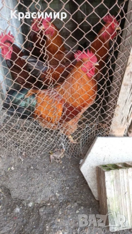 Продавам петли, неми патици-юрдечки.