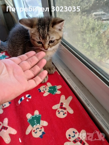 британска чинчила с родословие 600лв , снимка 13 - Британска късокосместа - 53013627