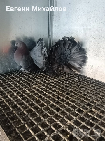 Фенерлии , снимка 5 - Гълъби - 53045490