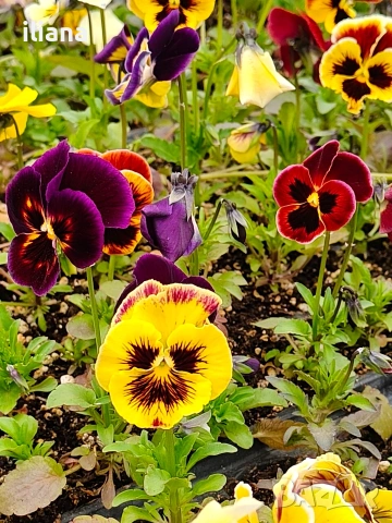 Продавам теменужки, снимка 7 - Градински цветя и растения - 54018843