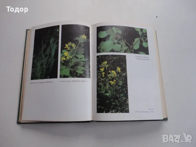 Книга Билките в България и използването им Иванов , снимка 4 - Специализирана литература - 56259085