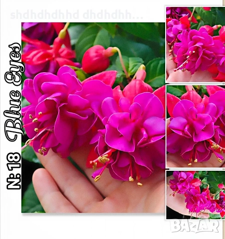 Фуксия студоустойчива градинска и Каскадна едроцветна фуксия , снимка 16 - Градински цветя и растения - 54231805