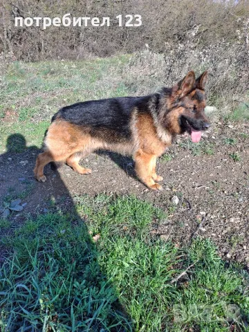 Мъжка дългокосместа немска овчарка за разплод., снимка 4 - Немска овчарка - 49048510