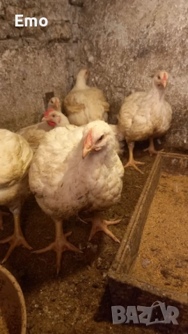 БРОЙЛЕРИ ЗА КЛАНЕ