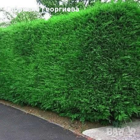 Лейландски кипарис 