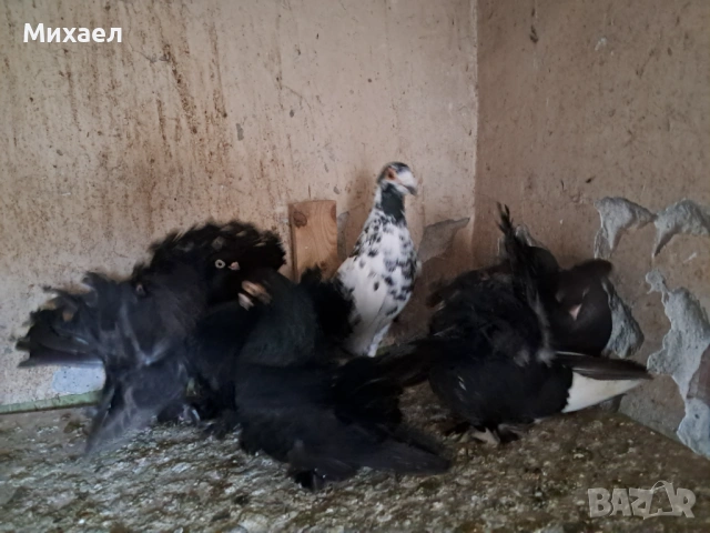 Гълъби, снимка 9 - Гълъби - 54091665