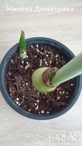 Амарилиси различни цветове , снимка 4 - Стайни растения - 52243503