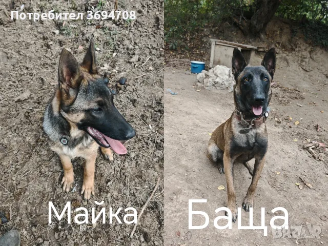 Белгийска овчарка - малиноа, снимка 3 - Белгийска овчарка - 56337181