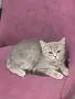 Британски късокосмести котенца, снимка 4