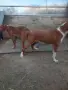 Жълтоалесто женско гонче, снимка 5