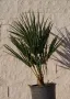 Студоустойчива Палма Хамеропс Chamaerops humilis, снимка 2