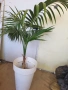 растение палма , снимка 1