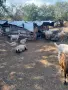 Продавам стадо овце, снимка 1