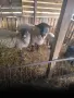 продавам суфолк коч, снимка 4
