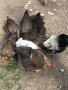Катунски кокошки - Уникални, снимка 7