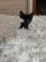 Подарявам малко коте, снимка 2
