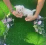 малтийска болонка, снимка 1