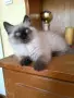 котенца Ragdoll/Регдол, снимка 2
