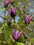 Magnolia Black Beauty - Черна красавица, снимка 6