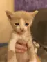 Подаряваме женско коте, снимка 1
