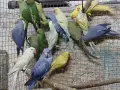 продвам малки алксандри, снимка 6