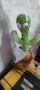 Пеещ и танцуващ кактус- катерица, снимка 2