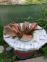 Белгийски зайчета, здрави, жизнени , снимка 6