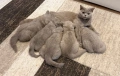 Британски Късокосмести котенца, снимка 2