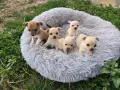 Продавам чихупинчери , снимка 1