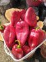 СЕМЕНА  от домати, пипер, камби и др. , снимка 1 - Сортови семена и луковици - 42767392