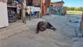 Кане корсо женска, снимка 2