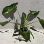 Philodendron Jose Buono, снимка 3