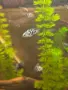 рибки син папагал  (Polar Blue Parrot Cichlid), снимка 3