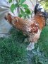 Колумбийска брама ,струмски стандарт, мини кохин,испенч и пилета, снимка 3