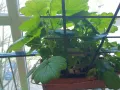 Мушкато,дърво на живота,Шефлера  и др.растения готови за декорация и подарък, снимка 16