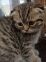 шотландски котки, снимка 1