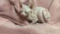 Канадски сфинкс момиче и момче , снимка 2