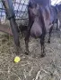   продавам млечна коза , снимка 3