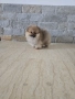 Мини Померан момиче , снимка 2