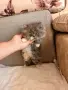Персийски котенца, снимка 5