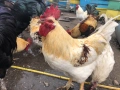 Домашни Петли, Кокошки, 8-18 месеца ., снимка 6