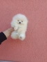 Чисто бели мини Померани. Реални снимки !!!, снимка 13