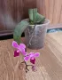 Орхидея фаленопсис Mukkala, снимка 2